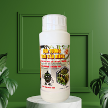 SỬA TƯỚNG TRÁI SẦU RIÊNG