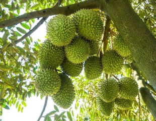 Những Sai Lầm Khi Chăm Sóc Sầu Riêng Khiến Cây Chậm Phát Triển
