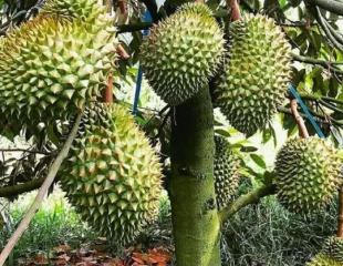 Kỹ Thuật Chăm Sóc Cây Sầu Riêng Khỏe Mạnh, Năng Suất Cao