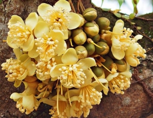 Cách chăm sóc sầu riêng ra hoa 