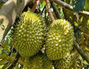 Kỹ thuật chăm sóc cây sầu riêng 